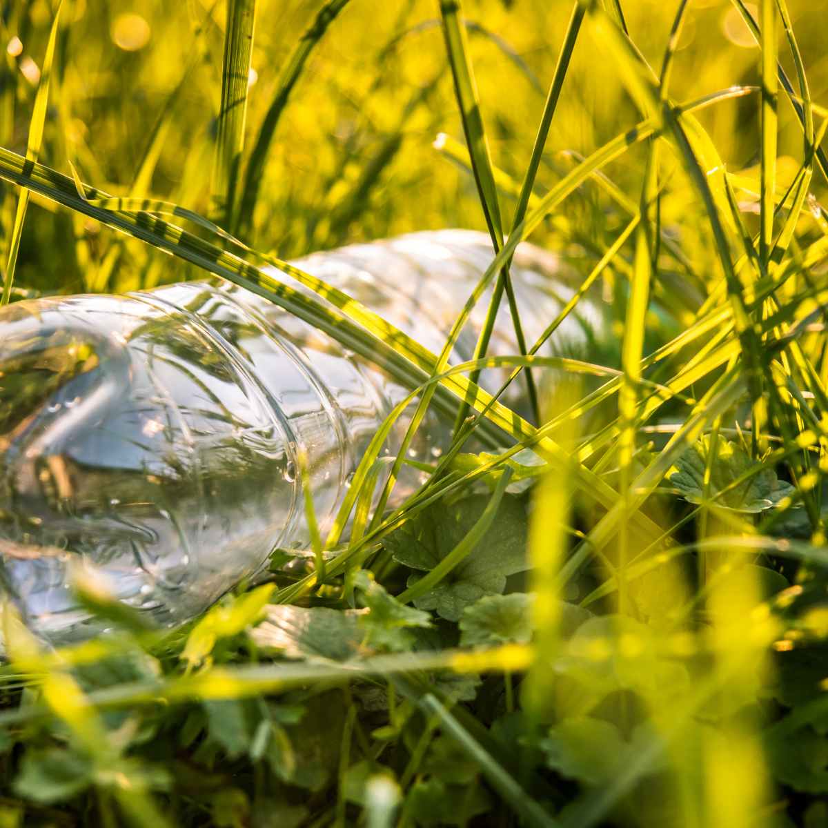 Eine leere PET Flasche liegt im Rasen